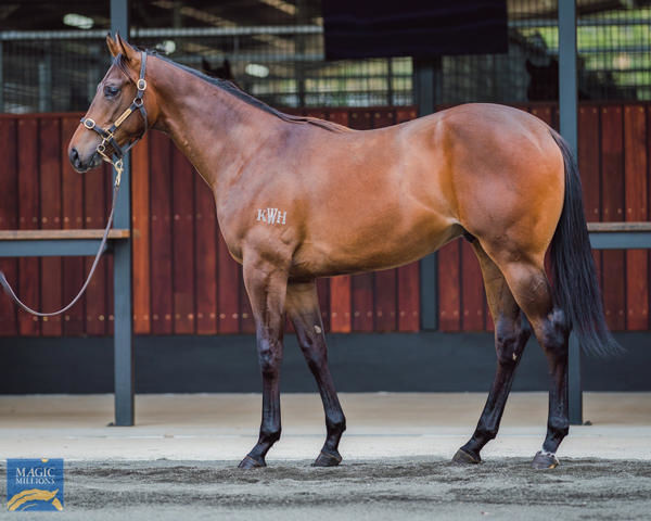 Sugar Coat a $100,000 Magic Millions yearling