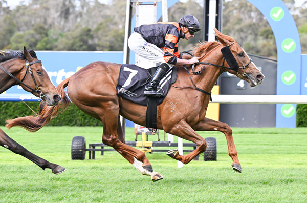 Sulek looks a lot like Super Seth's G1 winner Linebacker - image Pat Scala / Racing Photos  