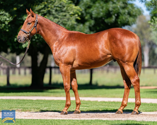 Sunday Mail a $150,000 Magic Millions yearling