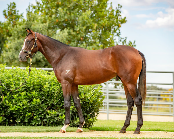 Sunsets a $150,000 Inglis Premier yearling
