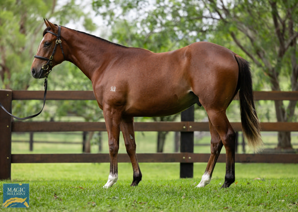 Brother to Linebacker was an $80,000 purchase at the Magic Millions