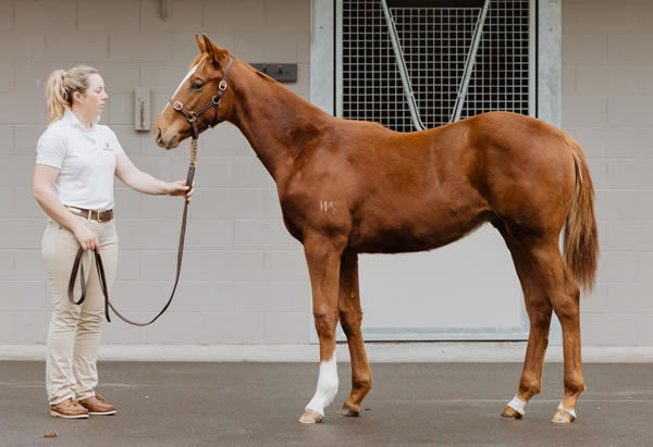 Lot 139, a Super Seth colt out of Queen Leonora, sold for $130,000 at New Zealand Bloodstock's National Weanling Sale on Thursday.   Photo: Supplied 