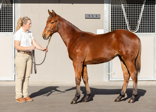 Lot 142