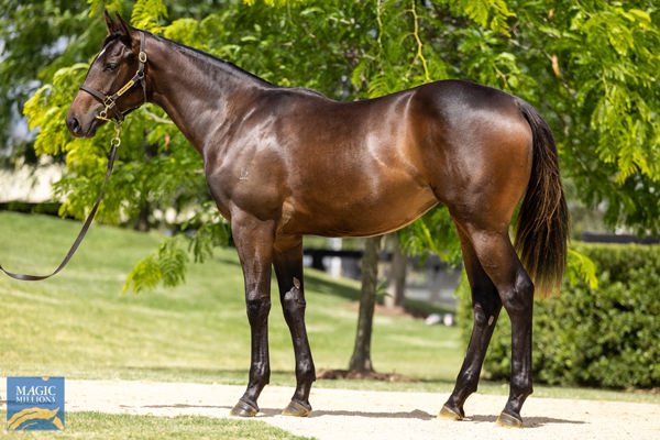 Supercilious a $300,000 Magic Millions yearling