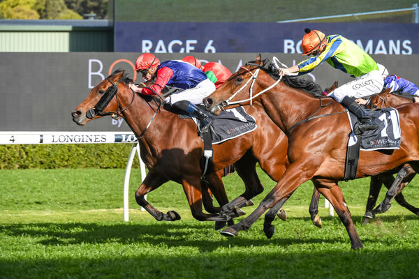 Third Group Three for Casino Prince's Sweet Deal | Breednet