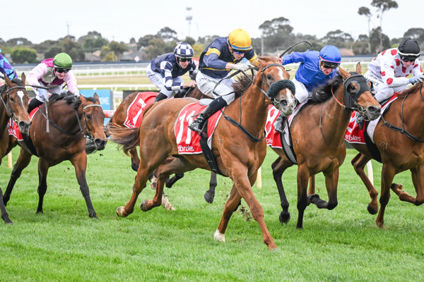 Sweet Justice rounds them up (image Reg Ryan/Racing Photos)