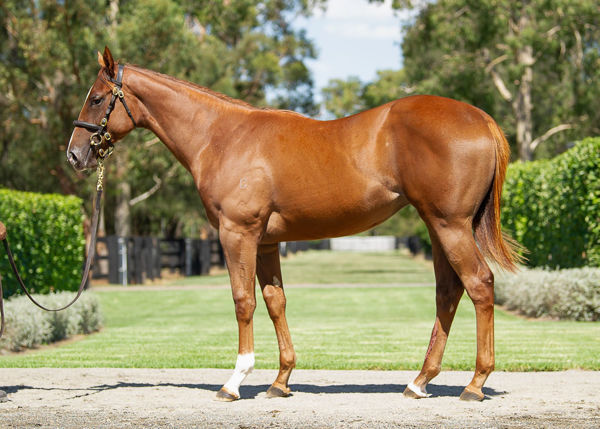 Sweet Justice a $160,000 Inglis Classic yearling