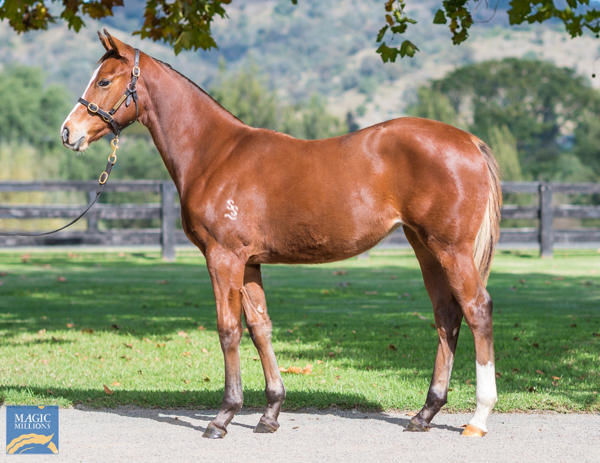 Sweet Treats a $72,500 MM National Sale weanling