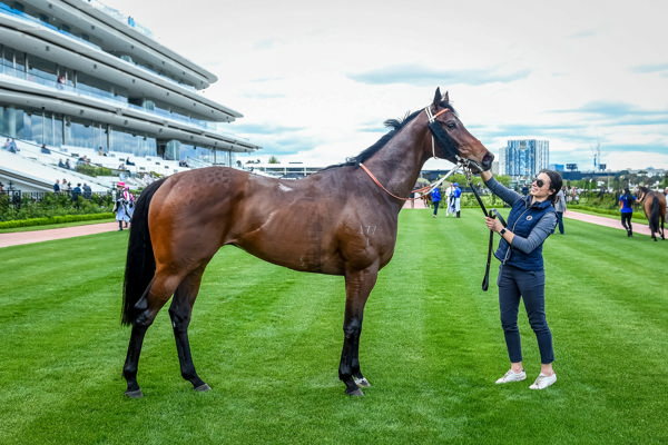 Swiftfalcon a ripping son of Exceedance (image Reg Ryan/Racing Photos)