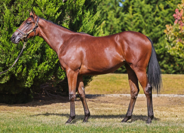 Swifties fell short of her $80,000 reserve at the 2023 Inglis Premier Yearling Sale