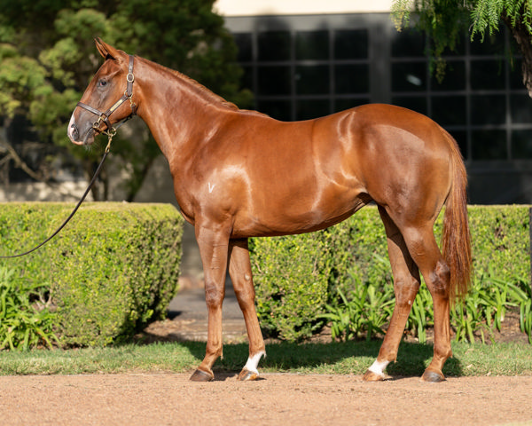 Tango Fever a $140,000 Inglis Premier yearling
