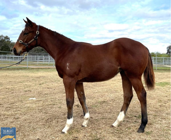 $600,000 Magic Millions weanling purchase - The Autumn Sun filly from Via Africa (SthAf).