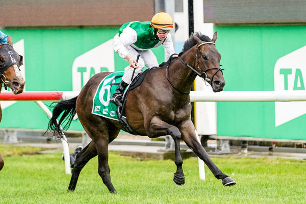 A strapping son of o'lonhro Taut You Could makes winning debut (image Scott Barbour/Racing Photos)