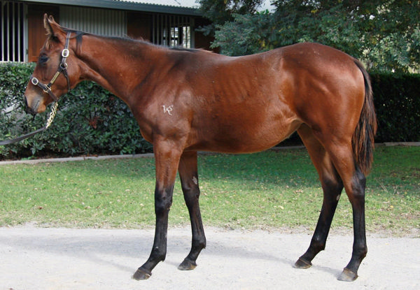 Terra Mater a $1,750, Inglis digital weanling