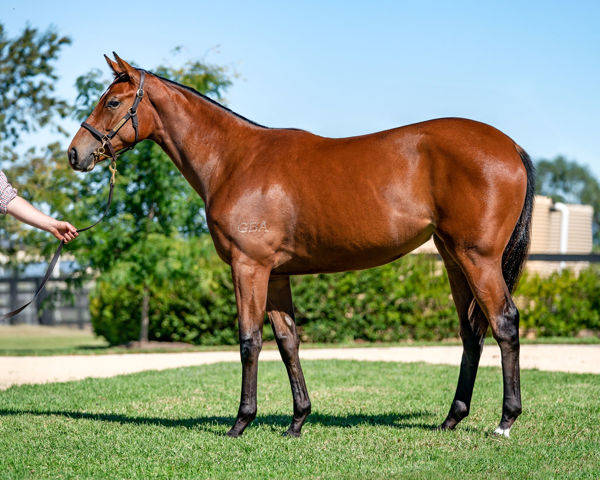 Thalassophile passed in short of her $350,000 reserve at Easter