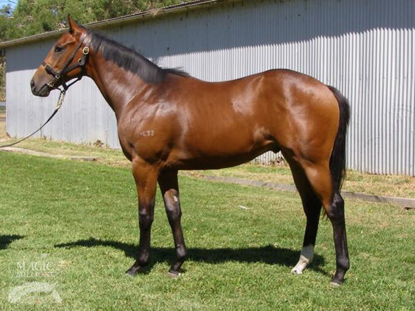 The Big Goodbye a $52,500 Adelaide Magic Millions yearling