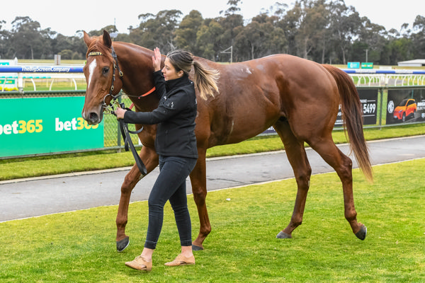 Good boy (image Brett Holburt/Racing Photos)