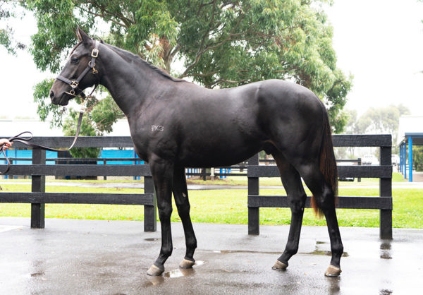 The Longest Yard a $24,000 Inglis Gold yearling