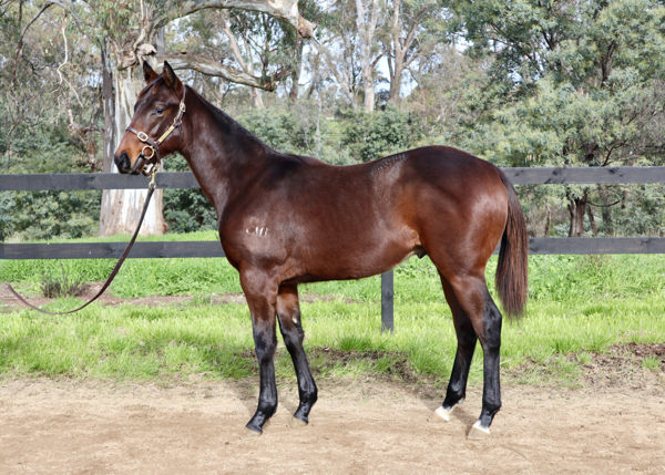 The Sun Dance a $65,000 Inglis Great Southern Weanling