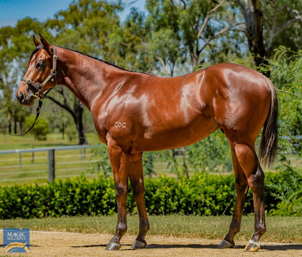 Tiger Town a $70,000 Magic Millions yearling