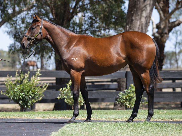 Tiz Enuf a $170,000 Inglis Premier yearling