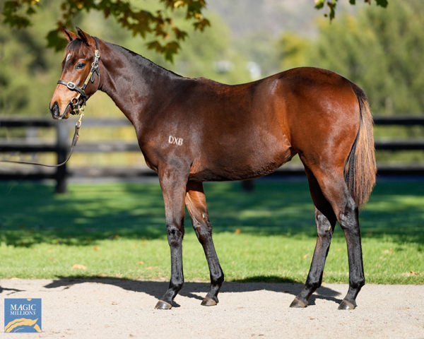 Tomato Toastie Was A $140,000 Magic Millions Weanling Purchase From Segenhoe Stud