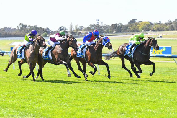 Too Darn Discreet toughs it out (image Pat Scala/Racing Photos)