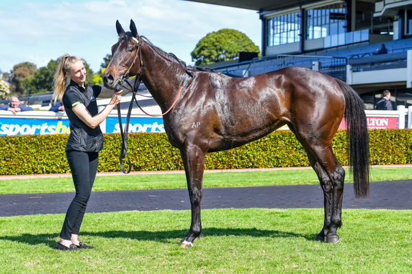 Valuable filly Too Darn Discreet (image Pat Scala/Racing Photos)