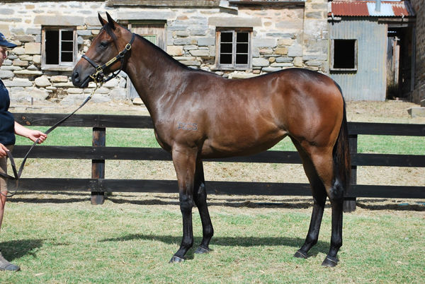 Too Darn Lovely a $17,000 Inglis Classic yearling