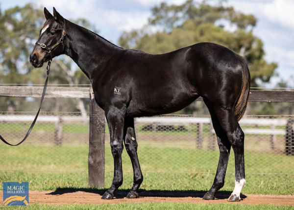 Tropical Squall a $16,000 Magic Millions weanling