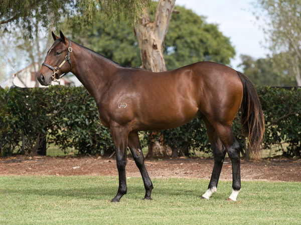 Trunk a $1.3 million Inglis Easter yearling