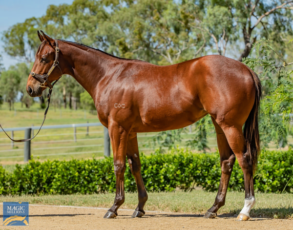 Try Everything a $320,000 Magic Millions yearling