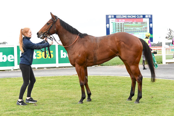 Turncoat purchased for $12,000 Inglis Online (image Inglis)