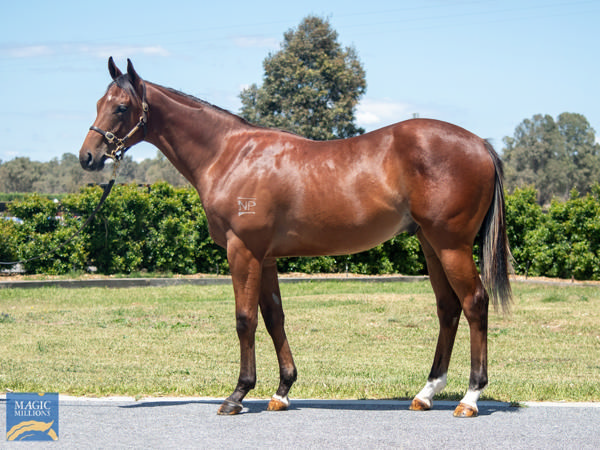 Tycoon Star a $400,000 Magic Millions yearling