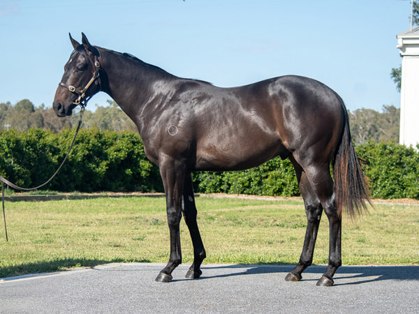 Yulong Bred & Magic Millions Sold Tyreek Cost Connections $160,000