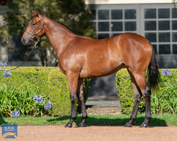 Until Valhalla a $420,000 Magic Millions yearling