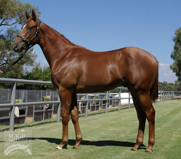 Vallour Road a $60,000 Perth Magic Millions yearling