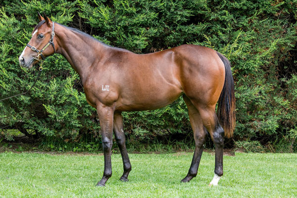 Vancouver Queen a $90,000 Inglis Premier yearling