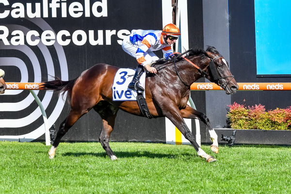 Veight is now a dual Group winner and looks a rising star for his sire Grunt - image Racing "Photos
