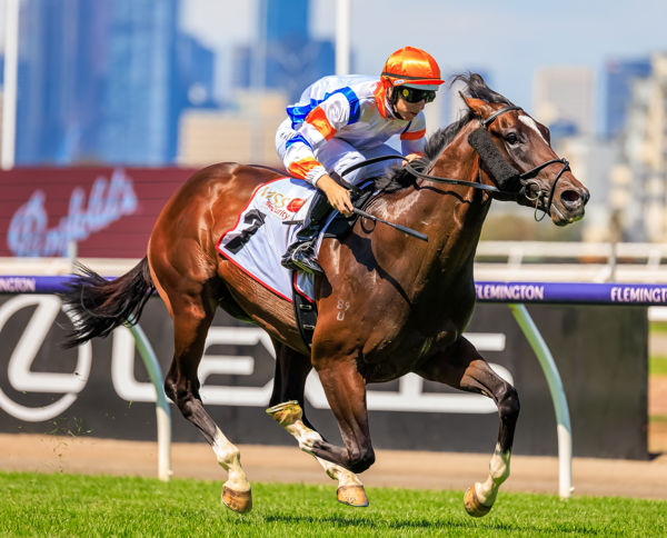 Veight begins his spring campaign in the McNeil Stakes (image Grant Courtney)