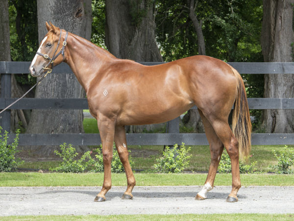 Velocious a $190,000 Karaka yearling