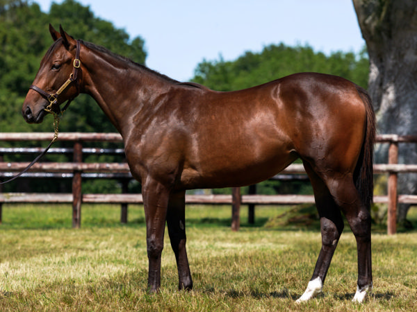 Vertical Blue a €50,000 2023 Arqana August yearling