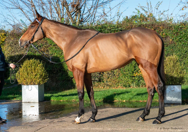 This is what buys you for 2.7 million guineas at Tattersalls (image Tattersalls)