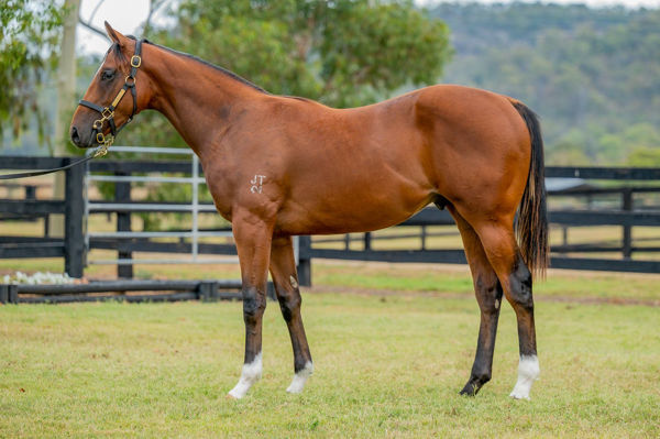 Viasain a $16,000 Inglis Classic yearling