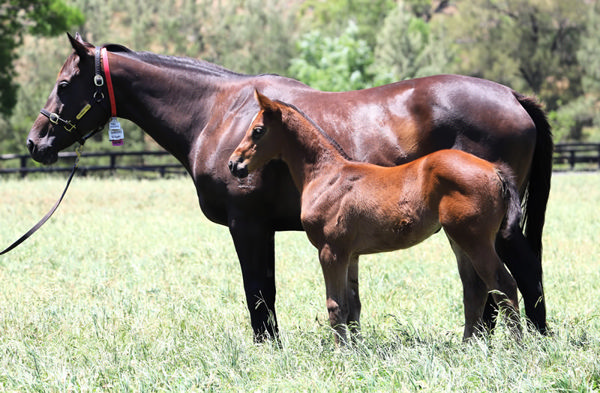 Zoustar filly from Villami pictured at Segenhoe Stud this spring. 