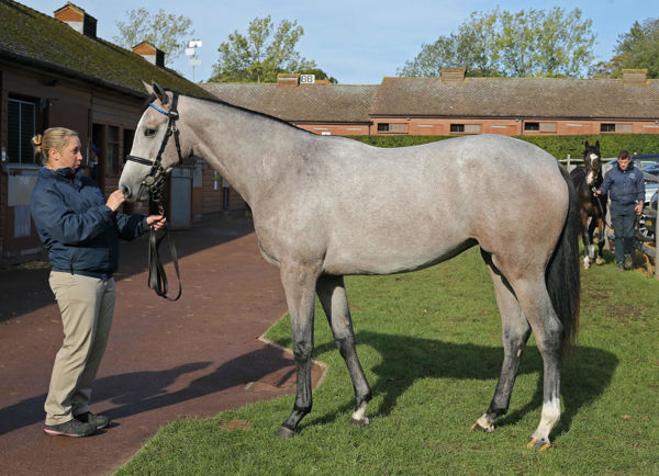 Voice Of Angels as a yearling (Tattersalls)