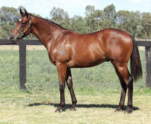 Wanaruah passed-in short of his $300,000 reserve at Inglis Easter Yearling Sale