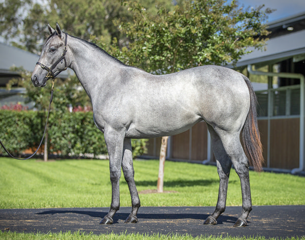 Watch My Girl a $425,000 Inglis Easter yearling