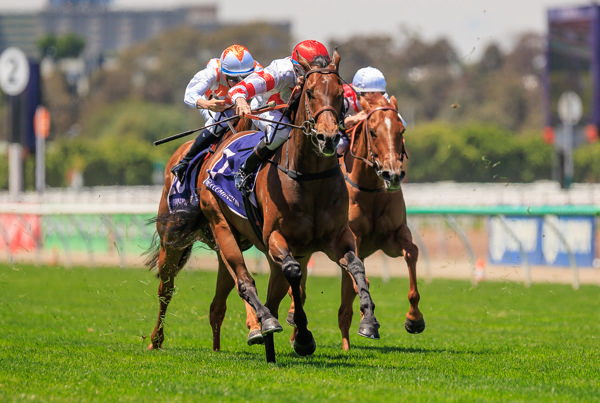 Way To The Stars strikes the front (image Grant Courtney)