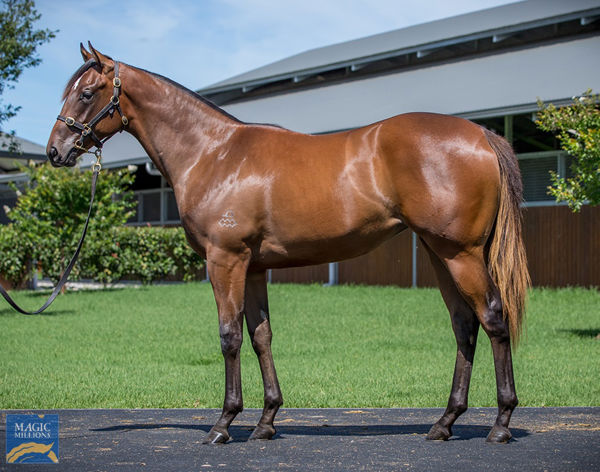 Wee Nessy a $400,000 Magic Millions yearling